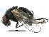  ( - CCDB-23518-B03)  @15 [ ] CreativeCommons - Attribution (2015) CBG Photography Group Centre for Biodiversity Genomics