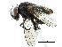  ( - CCDB-23518-B10)  @14 [ ] CreativeCommons - Attribution (2015) CBG Photography Group Centre for Biodiversity Genomics