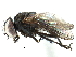  (Fannia depressa - CCDB-23518-C02)  @15 [ ] CreativeCommons - Attribution (2015) CBG Photography Group Centre for Biodiversity Genomics