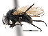  ( - CCDB-23518-C06)  @15 [ ] CreativeCommons - Attribution (2015) CBG Photography Group Centre for Biodiversity Genomics