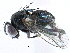  ( - CCDB-23518-C09)  @14 [ ] CreativeCommons - Attribution (2015) CBG Photography Group Centre for Biodiversity Genomics