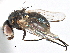  ( - CCDB-23518-C11)  @11 [ ] CreativeCommons - Attribution (2015) CBG Photography Group Centre for Biodiversity Genomics