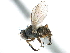  ( - CCDB-23518-E09)  @11 [ ] CreativeCommons - Attribution (2015) CBG Photography Group Centre for Biodiversity Genomics