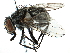  (Graphomya - CCDB-23518-G01)  @16 [ ] CreativeCommons - Attribution (2015) CBG Photography Group Centre for Biodiversity Genomics