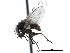  ( - CCDB-23518-G05)  @15 [ ] CreativeCommons - Attribution (2015) CBG Photography Group Centre for Biodiversity Genomics