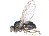  ( - CCDB-23519-A03)  @14 [ ] CreativeCommons - Attribution (2015) CBG Photography Group Centre for Biodiversity Genomics