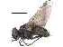  ( - CCDB-23519-B08)  @11 [ ] CreativeCommons - Attribution (2015) CBG Photography Group Centre for Biodiversity Genomics