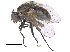  ( - CCDB-23519-B09)  @11 [ ] CreativeCommons - Attribution (2015) CBG Photography Group Centre for Biodiversity Genomics