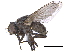  ( - CCDB-23519-B10)  @11 [ ] CreativeCommons - Attribution (2015) CBG Photography Group Centre for Biodiversity Genomics