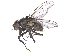  ( - CCDB-23519-B11)  @11 [ ] CreativeCommons - Attribution (2015) CBG Photography Group Centre for Biodiversity Genomics
