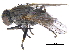  ( - CCDB-23519-B12)  @13 [ ] CreativeCommons - Attribution (2015) CBG Photography Group Centre for Biodiversity Genomics