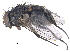  ( - CCDB-23519-C06)  @11 [ ] CreativeCommons - Attribution (2015) CBG Photography Group Centre for Biodiversity Genomics