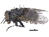  ( - CCDB-23519-C07)  @11 [ ] CreativeCommons - Attribution (2015) CBG Photography Group Centre for Biodiversity Genomics