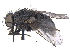 ( - CCDB-23519-C10)  @11 [ ] CreativeCommons - Attribution (2015) CBG Photography Group Centre for Biodiversity Genomics