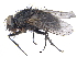  ( - CCDB-23519-C11)  @11 [ ] CreativeCommons - Attribution (2015) CBG Photography Group Centre for Biodiversity Genomics