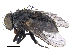  ( - CCDB-23519-C12)  @11 [ ] CreativeCommons - Attribution (2015) CBG Photography Group Centre for Biodiversity Genomics