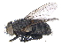  ( - CCDB-23519-D01)  @11 [ ] CreativeCommons - Attribution (2015) CBG Photography Group Centre for Biodiversity Genomics