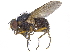  ( - CCDB-23519-D06)  @15 [ ] CreativeCommons - Attribution (2015) CBG Photography Group Centre for Biodiversity Genomics