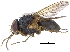  ( - CCDB-23519-D07)  @15 [ ] CreativeCommons - Attribution (2015) CBG Photography Group Centre for Biodiversity Genomics