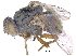  ( - CCDB-23519-F05)  @11 [ ] CreativeCommons - Attribution (2015) CBG Photography Group Centre for Biodiversity Genomics