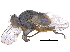  ( - CCDB-23519-F07)  @11 [ ] CreativeCommons - Attribution (2015) CBG Photography Group Centre for Biodiversity Genomics