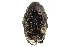  (Euphoria leucographa - CCDB-23523-D04)  @11 [ ] CreativeCommons - Attribution (2015) CBG Photography Group Centre for Biodiversity Genomics