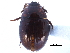  (Leiodes neglecta - CCDB-23523-G03)  @13 [ ] CreativeCommons - Attribution (2015) CBG Photography Group Centre for Biodiversity Genomics