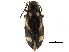  ( - CCDB-23524-A08)  @14 [ ] CreativeCommons - Attribution (2015) CBG Photography Group Centre for Biodiversity Genomics