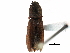  ( - CCDB-23524-A10)  @13 [ ] CreativeCommons - Attribution (2015) CBG Photography Group Centre for Biodiversity Genomics