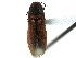  ( - CCDB-23524-A12)  @13 [ ] CreativeCommons - Attribution (2015) CBG Photography Group Centre for Biodiversity Genomics