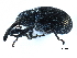  (Anthonomus nigrinus - CCDB-23524-F01)  @11 [ ] CreativeCommons - Attribution (2015) CBG Photography Group Centre for Biodiversity Genomics