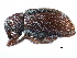  ( - CCDB-23524-F04)  @11 [ ] CreativeCommons - Attribution (2015) CBG Photography Group Centre for Biodiversity Genomics