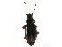  (Bembidion transparens - CCDB-23524-H01)  @14 [ ] CreativeCommons - Attribution (2015) CBG Photography Group Centre for Biodiversity Genomics