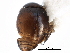  ( - CCDB-28930-A09)  @11 [ ] CreativeCommons - Attribution (2015) CBG Photography Group Centre for Biodiversity Genomics