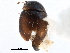  ( - CCDB-28930-A11)  @11 [ ] CreativeCommons - Attribution (2015) CBG Photography Group Centre for Biodiversity Genomics