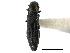  ( - CCDB-28930-D08)  @11 [ ] CreativeCommons - Attribution (2015) CBG Photography Group Centre for Biodiversity Genomics