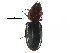  (Tenebroides collaris - CCDB-28932-A12)  @11 [ ] CreativeCommons - Attribution (2015) CBG Photography Group Centre for Biodiversity Genomics