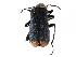  (Malachius auritus - CCDB-28932-C08)  @11 [ ] CreativeCommons - Attribution (2015) CBG Photography Group Centre for Biodiversity Genomics