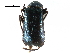  ( - CCDB-28932-D01)  @11 [ ] CreativeCommons - Attribution (2015) CBG Photography Group Centre for Biodiversity Genomics