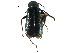  ( - CCDB-28932-D02)  @11 [ ] CreativeCommons - Attribution (2015) CBG Photography Group Centre for Biodiversity Genomics