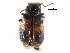  (Collops versatilis - CCDB-28932-D10)  @11 [ ] CreativeCommons - Attribution (2015) CBG Photography Group Centre for Biodiversity Genomics