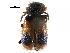  ( - CCDB-28932-D12)  @11 [ ] CreativeCommons - Attribution (2015) CBG Photography Group Centre for Biodiversity Genomics