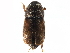  ( - CCDB-28932-F10)  @11 [ ] CreativeCommons - Attribution (2015) CBG Photography Group Centre for Biodiversity Genomics