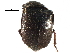  (Nitidula nigra - CCDB-28932-F11)  @11 [ ] CreativeCommons - Attribution (2015) CBG Photography Group Centre for Biodiversity Genomics