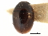  ( - CCDB-28933-A06)  @11 [ ] CreativeCommons - Attribution (2015) CBG Photography Group Centre for Biodiversity Genomics