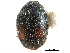  ( - CCDB-28933-F08)  @11 [ ] CreativeCommons - Attribution (2015) CBG Photography Group Centre for Biodiversity Genomics