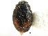  ( - CCDB-28933-F09)  @11 [ ] CreativeCommons - Attribution (2015) CBG Photography Group Centre for Biodiversity Genomics
