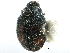  ( - CCDB-28933-F10)  @11 [ ] CreativeCommons - Attribution (2015) CBG Photography Group Centre for Biodiversity Genomics