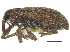  (Dorytomus brevicollis - CCDB-28938-A01)  @11 [ ] CreativeCommons - Attribution (2015) CBG Photography Group Centre for Biodiversity Genomics