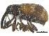  ( - CCDB-28938-C05)  @11 [ ] CreativeCommons - Attribution (2015) CBG Photography Group Centre for Biodiversity Genomics